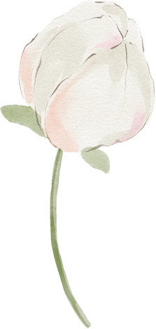 Watercolor white wildflower