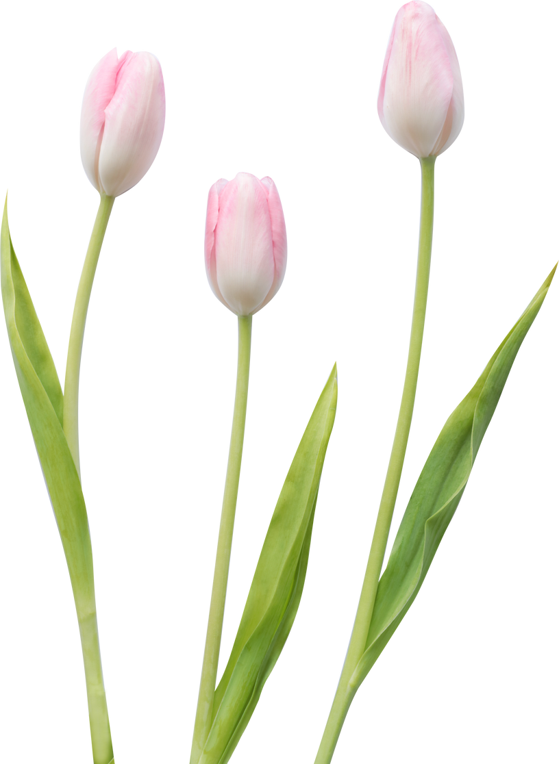 Three Tulips with Stems and Leaves