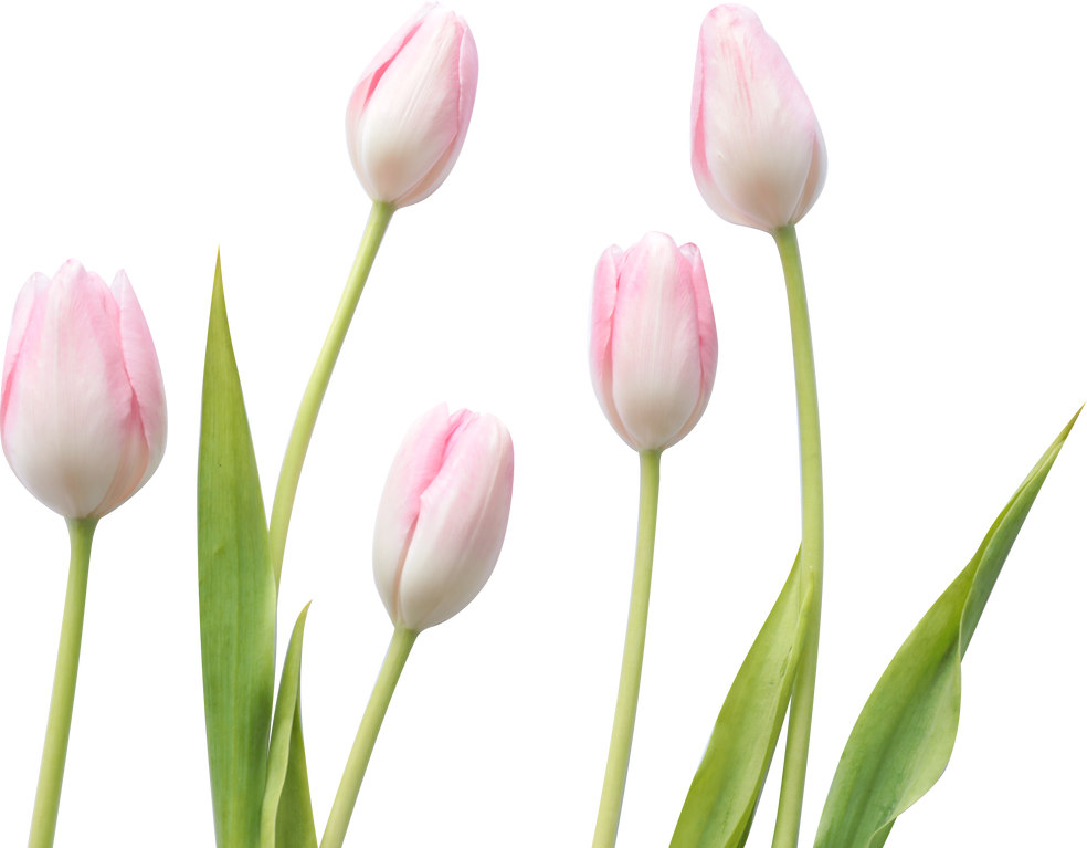 Five Tulips with Stems and Leaves