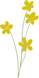 Yellow Flower
