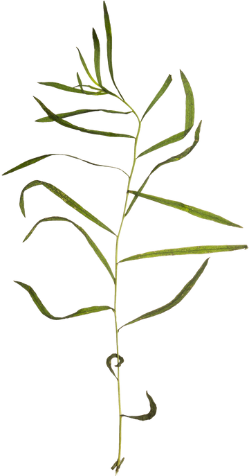 Hand Pressed Flora