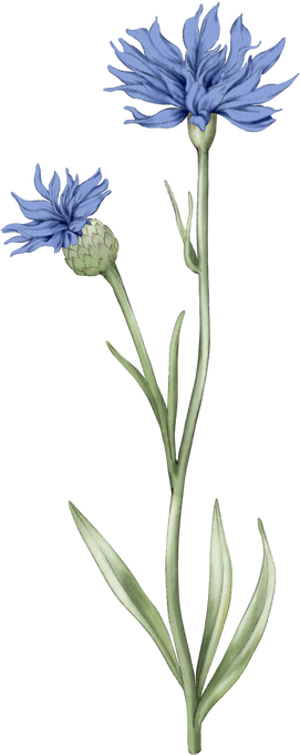 Wild flower