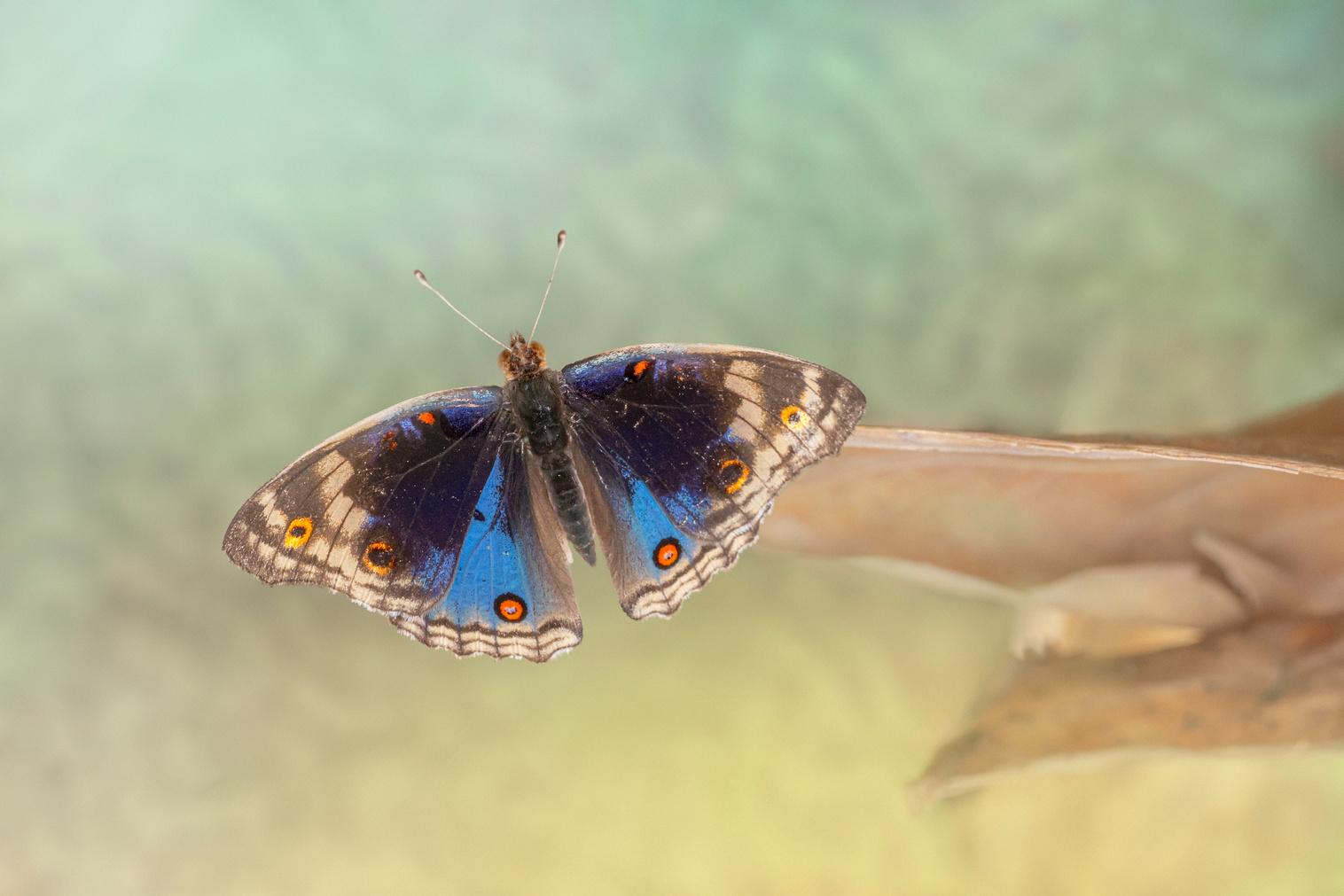 Blue and Brown Butterfly Perched on Brown Stem in Close Up Photography
